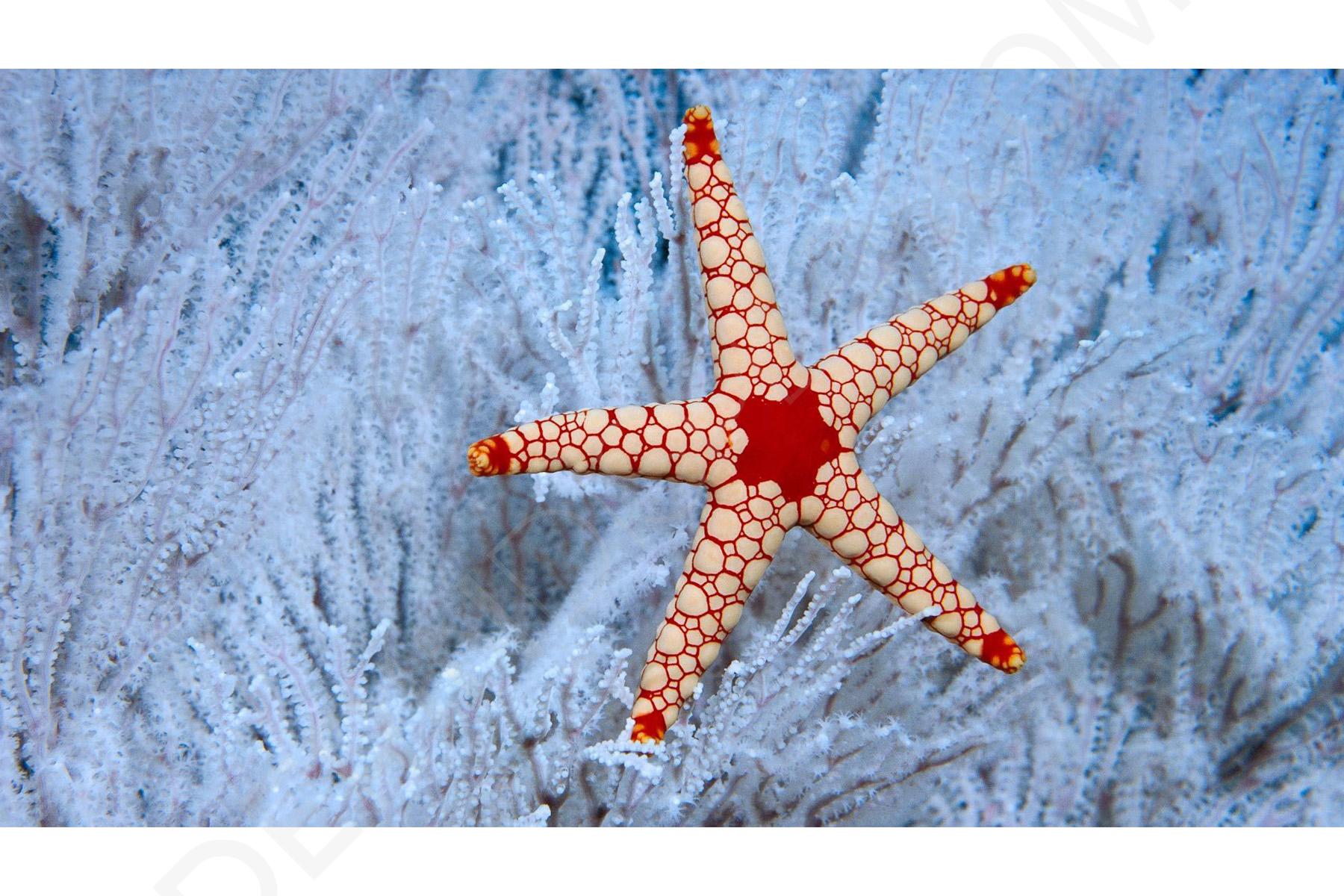 Найти морскую звезду. Солястер морская звезда. Говлит морская звезда. Морская звезда красивая. Необычные морские звезды.